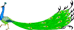 Peacock.gif